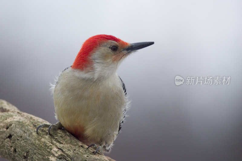 红腹啄木鸟(Melanerpes carolinus)